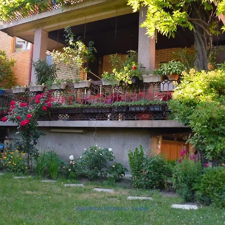 Wisteria Vranje