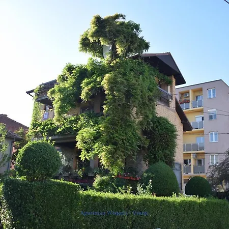 Wisteria Vranje
