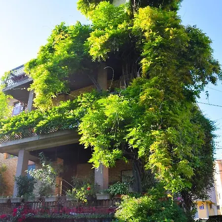 Wisteria